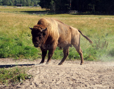 欧洲野牛，Wisent