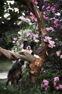 边境牧羊犬画像