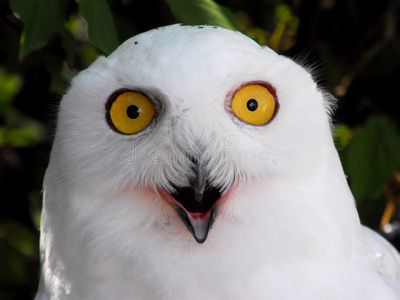 雪白猫头鹰照片