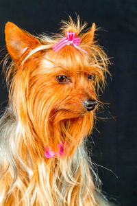 梳理 毛皮 美丽的 迷人的 可爱极了 犬科动物 小狗 时尚