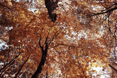 举起 环境 公园 树叶 分支 底部 风景 秋天 天蓬 美丽的