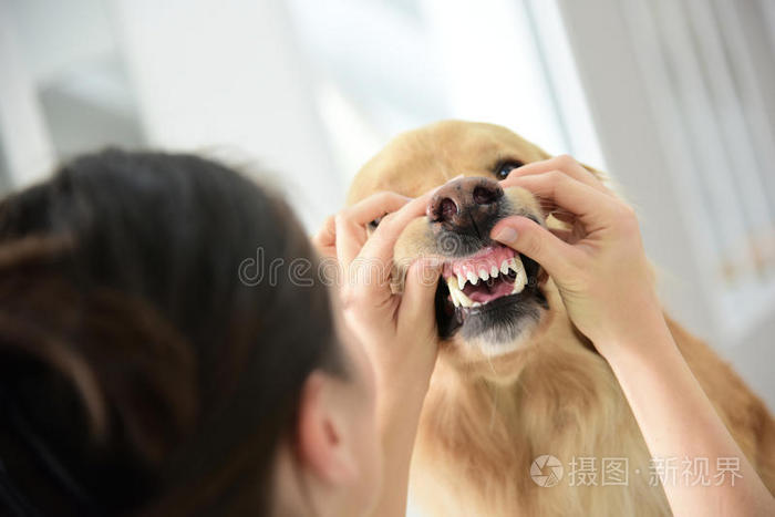 医生 女人 预防 动物 宠物 宠物护理 特写镜头 诊所 在室内