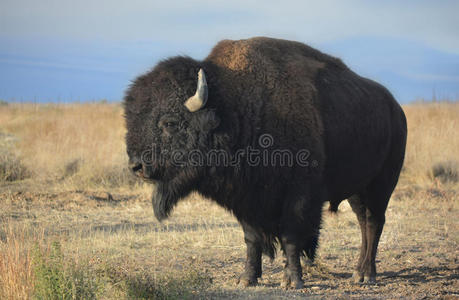 美国野牛水牛在草原上的侧写