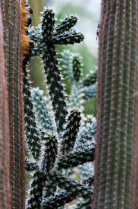 植物园里的仙人掌植物