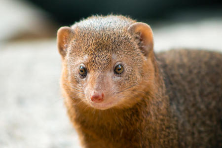 普通矮猫鼬照片