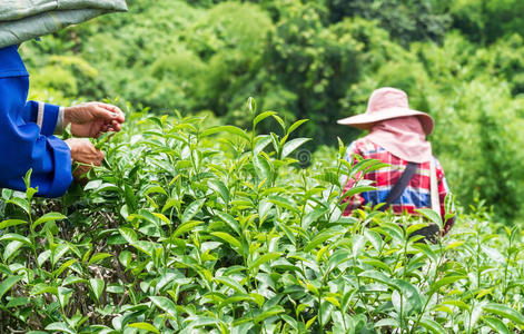 采茶工采茶