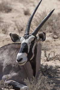 gemsbok，oryx gazela，gemsbok国家公园，南非