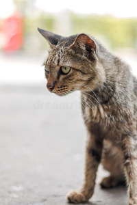 可爱极了 宠物 小猫 可爱的 地板 眼睛 美丽的 美好的