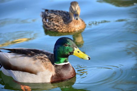 绿头鸭anas platyrhynchos在池塘中放松