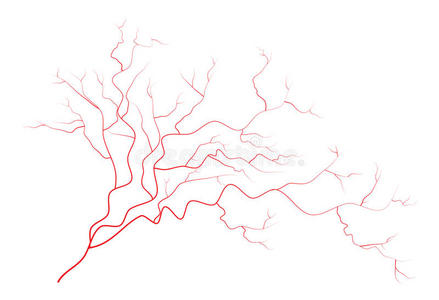 血管怎么画画法图片