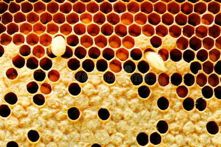 蜜蜂的特写镜头，蜜蜂幼虫在蜂蜜细胞上。