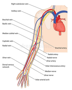 胳膊上的静脉血管图图片