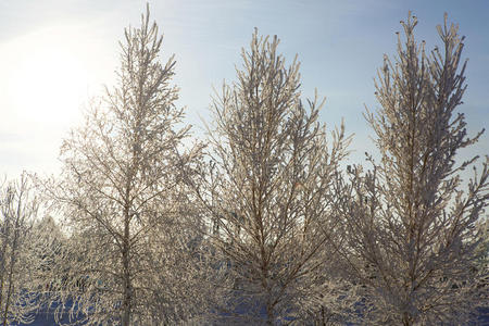冬日田野上孤零零的冻树