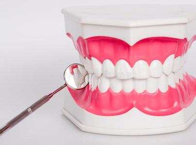 清洁牙齿义齿，牙颌模型
