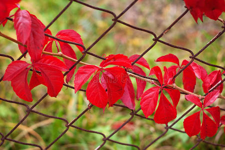 秋天 古老的 树叶 公园 框架 电线 季节 灌木 美丽的