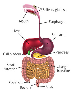 消化 结肠 互联网 十二指肠 胃肠道 图表 附录 健康 医疗保健