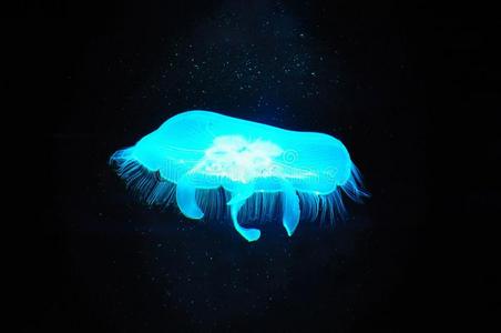 蓝色半透明水母