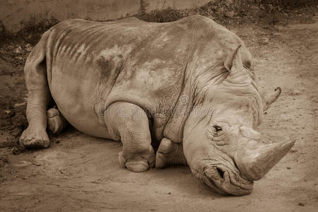 动物园里躺在地上的犀牛犀牛的特写。 犀牛躺在沙地上的海皮亚照片。