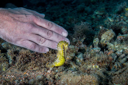 一种黄色的雌性普通海马海马Taeniopterus