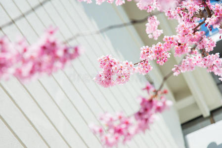 花瓣 公司 天空 日本人 植物 粉红色 分支 绿色植物 公园