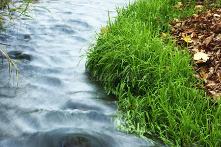 郁郁葱葱 苔藓 克劳 流动的 秋天 运动 风景 坠落 颜色