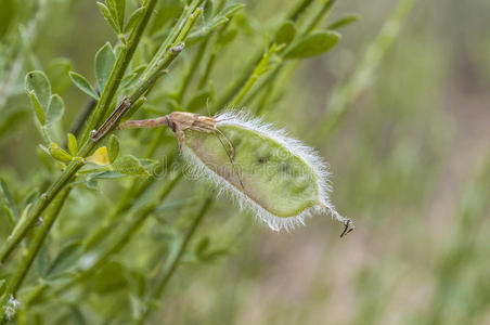 莨菪普通扫帚的果实,山莨菪碱照片