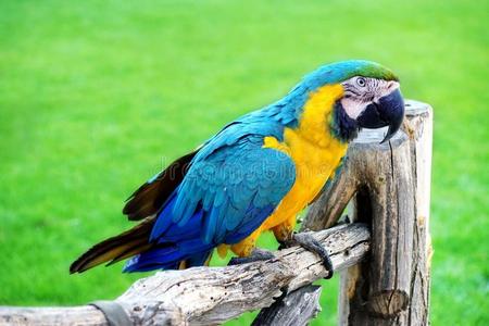 蓝色和黄色的金刚鹦鹉或阿拉拉鲁纳鹦鹉