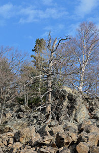 桦木 木材 场景 雪松 自然 松木 岩石 荒野 风景 森林