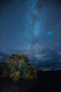 天文学 风景 阿勒泰 美丽的 艺术 星座 圆周率 森林 天体摄影