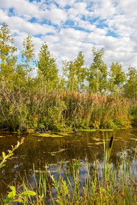 自然 公园 美丽的 森林 反射 荒野 白俄罗斯 桦木 木材
