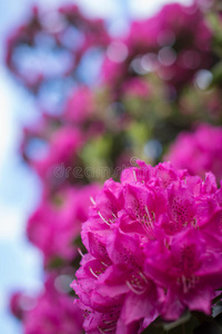 特写镜头 颜色 开花 园艺 植物 自然 粉红色 灌木 春天