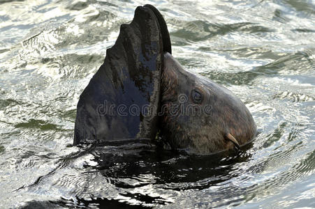 特写镜头 肖像 海湾 海的 生活 液滴 爆发 海洋 狮子