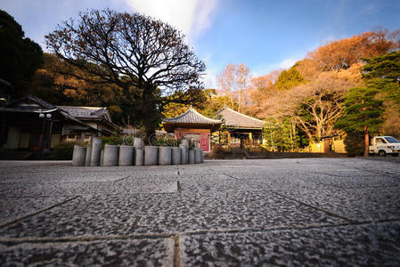 植物 亚洲 日本人 长凳 休息 浪漫 城市 退休 分支 活动