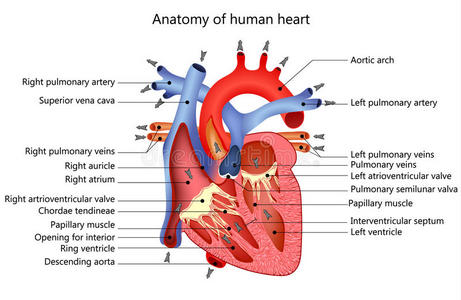 心电图 条件 梗塞 诊断 中庭 主动脉 健康 解剖 医疗保健