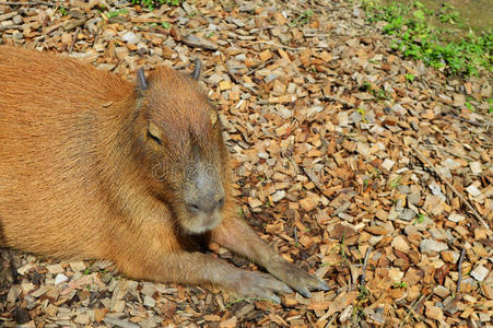 卡比拉特写照片
