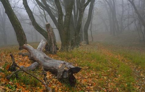 森林 花园 美丽的 攀登 自然 树林 俄罗斯 场景 分支