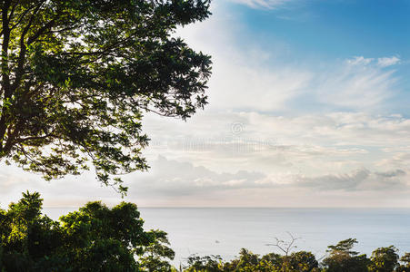 框架来自自然，海景与大树