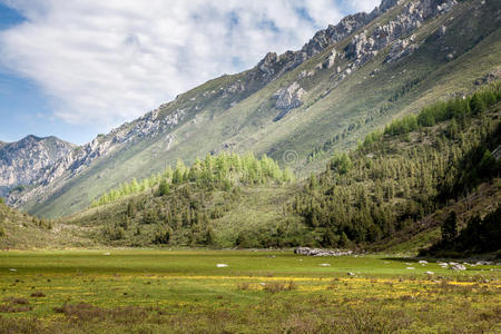 山谷里的森林和草地