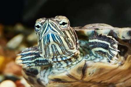 爬行动物 特写镜头 水族馆 任务大纲 自然 两栖动物 生物