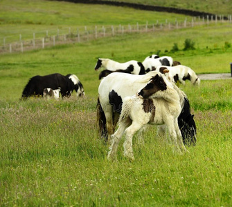 一辆汽车与断裂的旧轮胎新鲜桩的树四分五裂,广场sandwic三明治马科