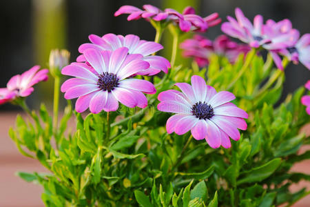 紫色 特写镜头 树叶 雏菊 植物 开花 花的 植物学 集中