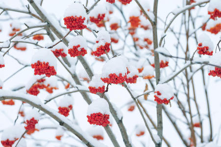 雪山灰