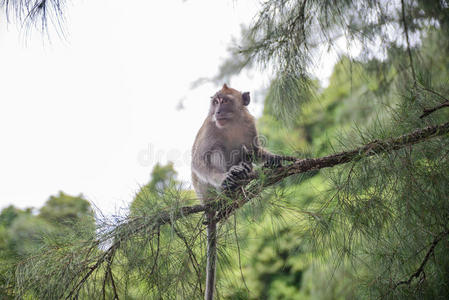 生活 泰国 动物 灵长类动物 可爱的 公园 可爱极了 毛皮