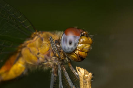 眼睛 肖像 股票 昆虫 拉丁语 动物群 蜻蜓 照片 动物