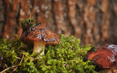 雨蘑菇图片
