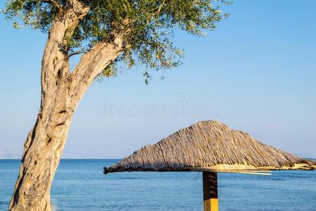 来自太阳和橄榄树的海滩探测器