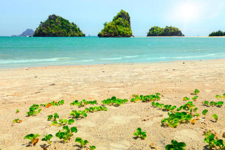 海岸 海的 植物 生活 风景 树叶 旅行 泰尔 海洋 闲暇