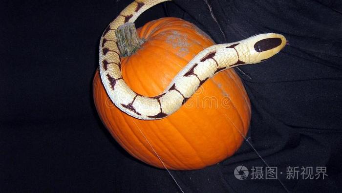 万圣节装饰蛇和南瓜
