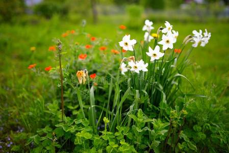 生活 领域 花的 开花 外部 花园 植物学 自然 农场 公园