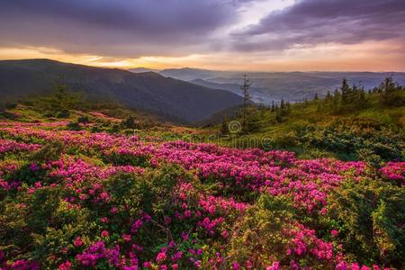 风景 全景图 杜鹃花 春天 美女 美好的 太阳 新的 自然